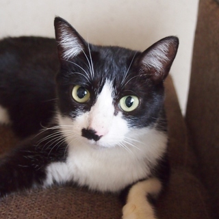 でら！クララ！