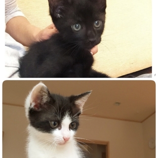 白黒仲良し兄弟です