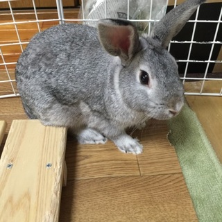 生後9ヶ月 のんびり屋のミニウサギ