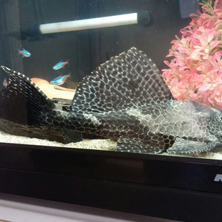 セルフィンプレコ他