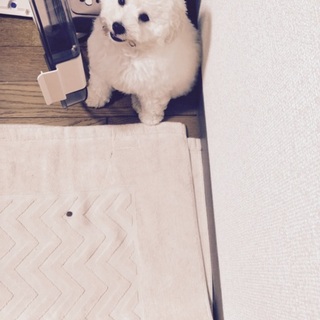 トイプードル二カ月未満 オス 血統書つき 子犬 