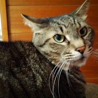 可愛がって下さる方を探しています。