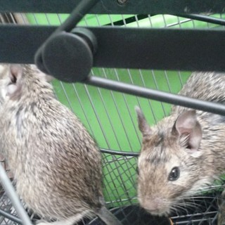 デグー生後三ヶ月五匹