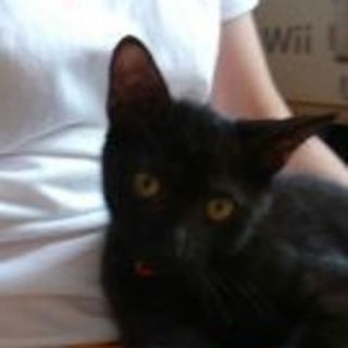 ゴロゴロ甘えっこの黒ネコちゃんです♪