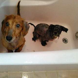 ゴミ屋敷からのダックスとプードルシーズーmix