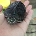 ミシシッピニオイガメ、クサガメ♀の里親様募集