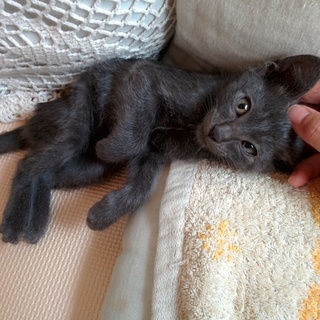 人なつこいグレー色男の子