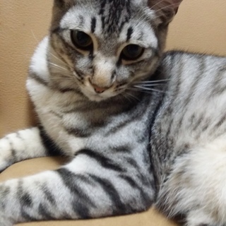 しっぽのながーいアメショーカラ－系のサバトラ