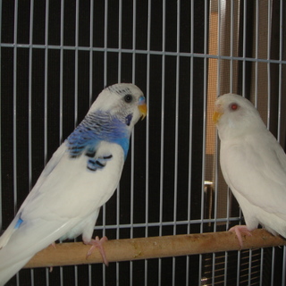 セキセイインコ２羽の里親募集です