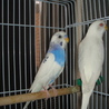 セキセイインコ２羽の里親募集です サムネイル2
