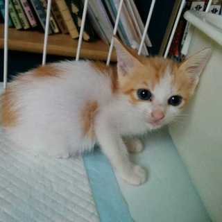 ６月7日生まれの男の子(お見合い予定です）