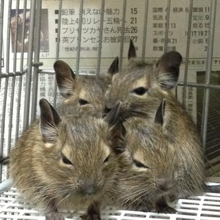 ベビーデグー里親募集