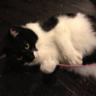 賢いにゃん子です♪