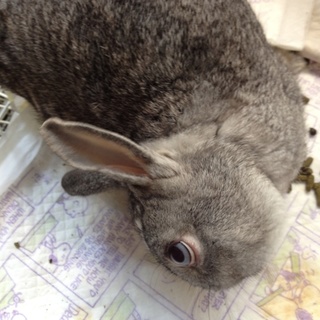 障害もちウサギ