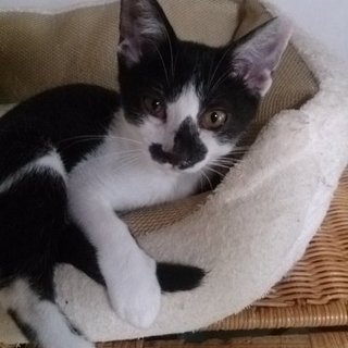 ☆個性的な柄が可愛い黒白女の子　さんご☆