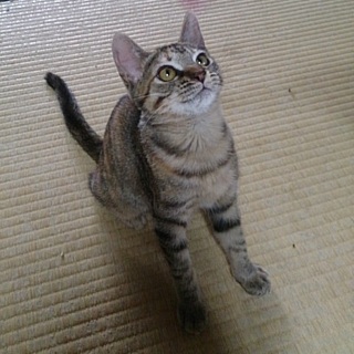☆可愛いキジトラ　女の子　かぐら☆