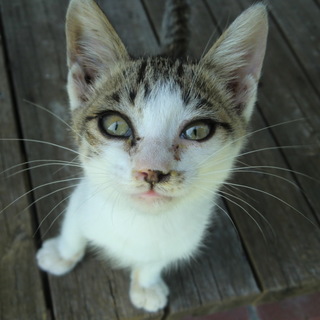 野良猫たち幸せになって