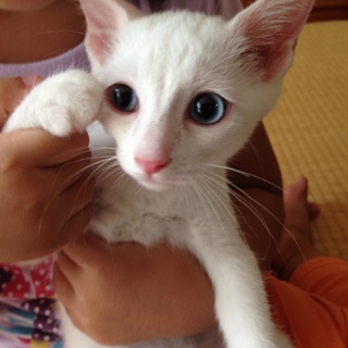 綺麗な男の子です