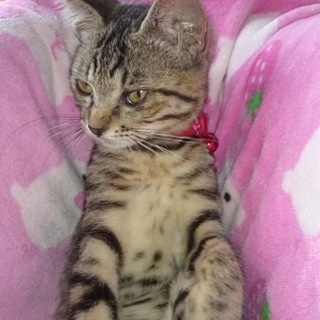 野良子猫保護中
