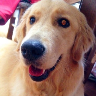 ゴールデンレトリバー ♀ 生後９ヶ月 