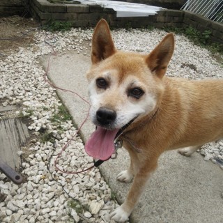 飼い主さん募集