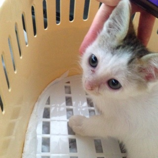 人懐こい生後2ヶ月の男の子