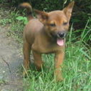 人が大好き２か月ボブくん昼はお外飼育将来可