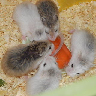 ロボロフスキーハムスター里親募集