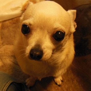 スムチー女の子シェリー、いいこです