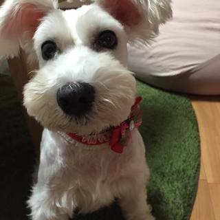 ふわっふわで明るい性格☆白いＭシュナウザー♀