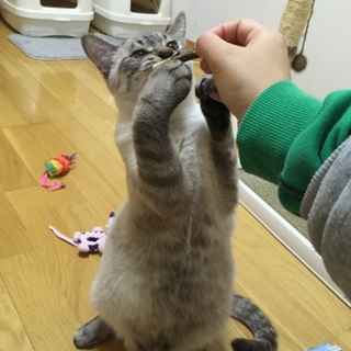 ぽっちゃり猫くん