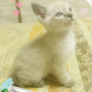 H27.6.14生まれの子猫ちゃんです。3匹です。