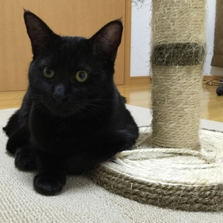 びびり猫くんです