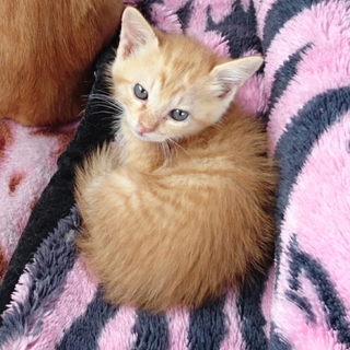 茶トラの男の子