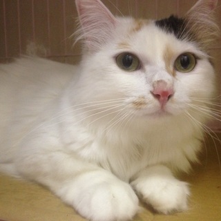 レアな長毛三毛猫ちゃん！