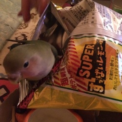 現行犯逮捕ーーw