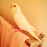 2015年7月19日に家族となったセキセイインコのプリンです。