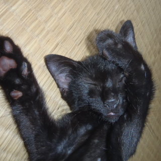 性格の良い猫ちゃんです！