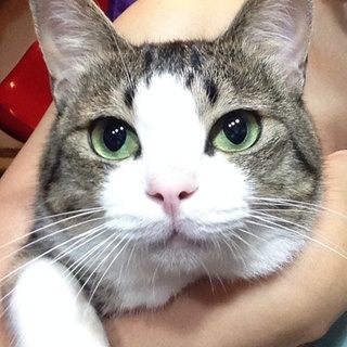 美猫！元気な男の子