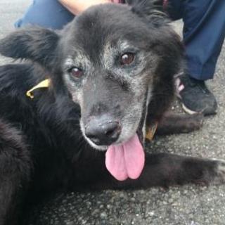 緊急！！人なつっこくお散歩大好き、10歳位の男の子