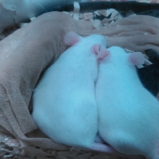 ハツカネズミの里親募集