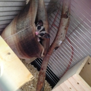 里親決定致しました。