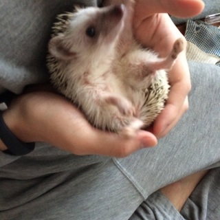 里親決定致しました。