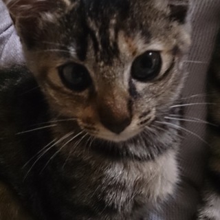 甘えん坊な可愛い女の子