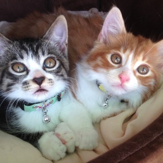 お家が決まりました☆マロ君&マメ君