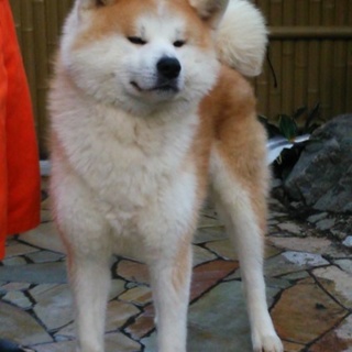 交渉中・・・一時募集を中止致します。