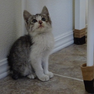 グレーと白のかわいい子猫です