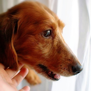 ミニチュアダックス男の子里親募集4才～6才くらい