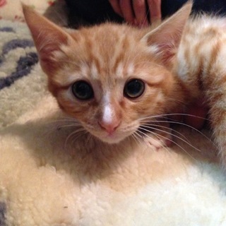 茶トラ子猫男の子