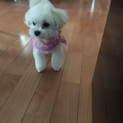 1歳マルチーズ  とてもお利口さんです。